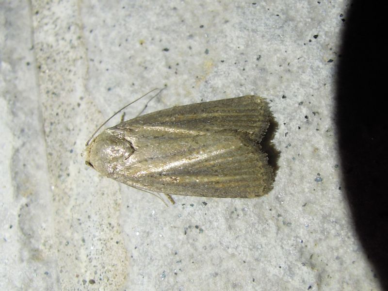 Amphipyra tragopoginis?? No, Athetis hospes, Noctuidae